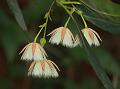 Lily of the Valley Tree